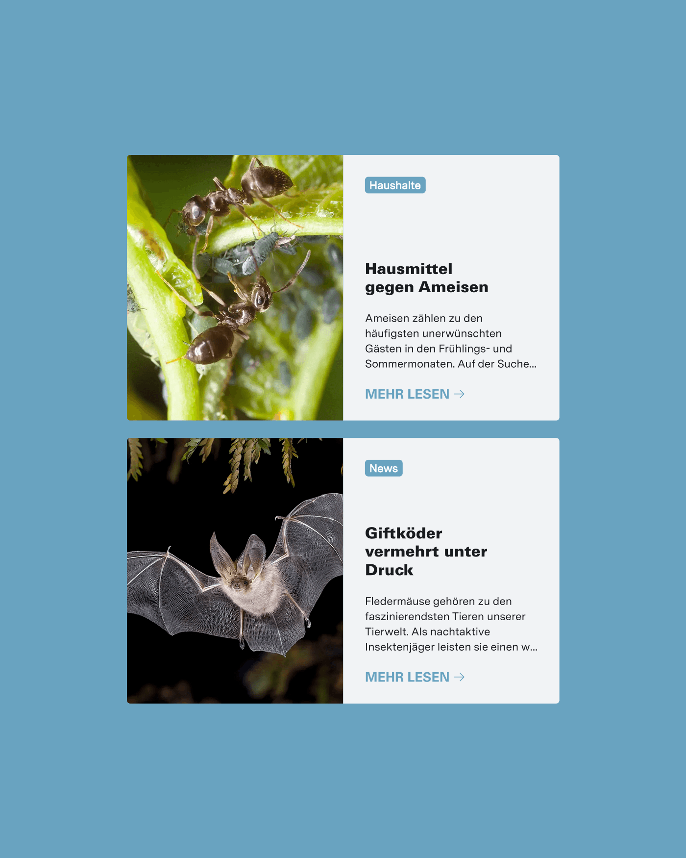 Efficient web solution for Desinfecta: No trace of bugs 1